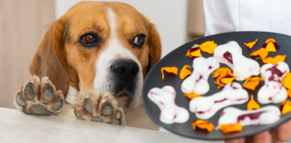 Le moule 9 os est idéal pour les friandises de vos animaux à 4 pâttes